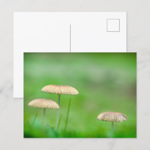 Three beautiful wild mushroom in an autumn field postcard