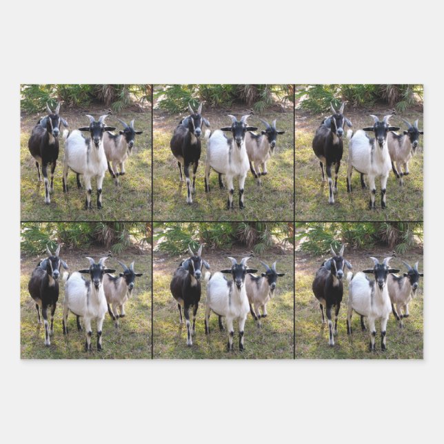 Three Billy Goats Wrapping Sheets (Front)