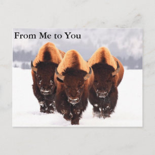 Three Bison Postcard