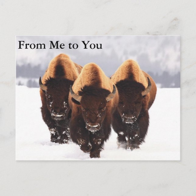 Three Bison Postcard (Front)