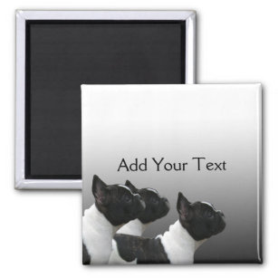 Three Black and White French Bulldogs Magnet
