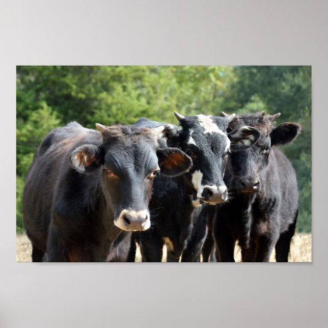 Three Black Baldy Calves Poster (Front)