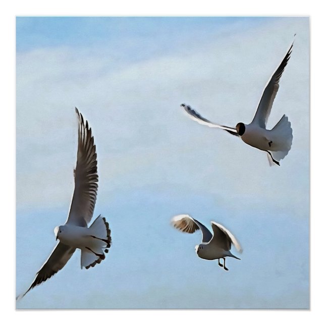 Three Black Headed Gulls Of The Bosphorus Art Poster (Front)