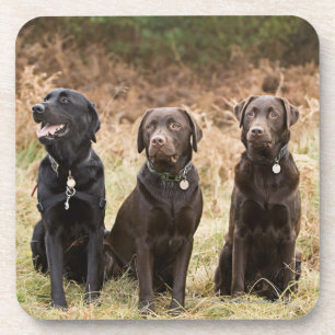 Three Black Labrador retrievers Coaster