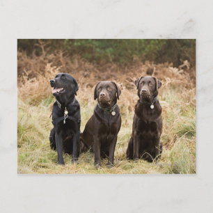 Three Black Labrador retrievers Postcard
