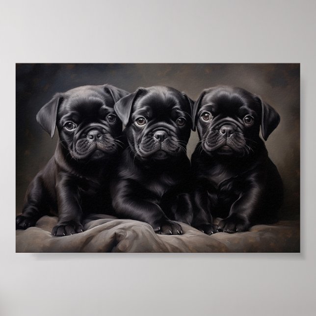 Three black Pug puppies Poster (Front)