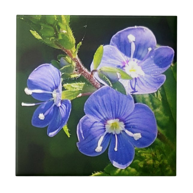 Three Blue Flowers  Ceramic Tile (Front)