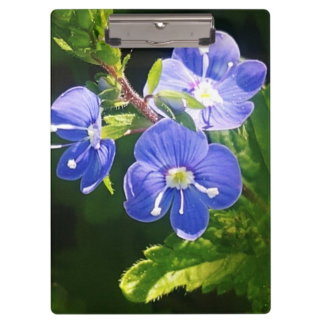 Three Blue Flowers  Clipboard (Front)