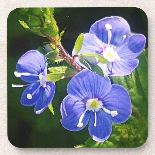 Three Blue Flowers  Coaster (Front)