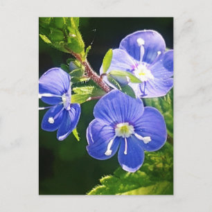 Three Blue Flowers Postcard
