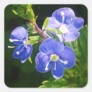 Three Blue Flowers Square Sticker