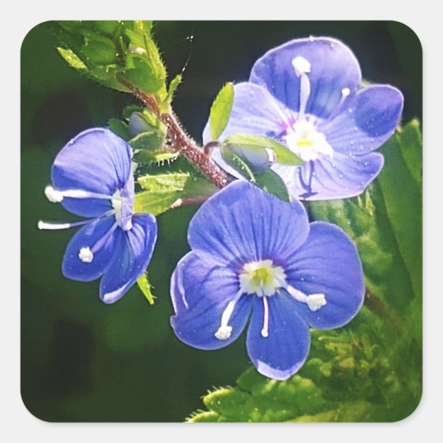 Three Blue Flowers  Square Sticker (Front)