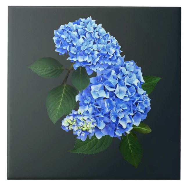 Three Blue Hydrangea Ceramic Tile (Front)