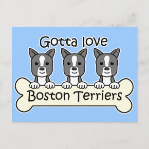 Three Boston Terriers Postcard