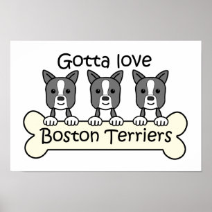 Three Boston Terriers Poster