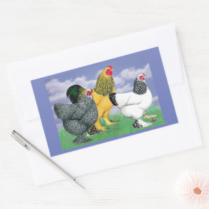 Three Brahmas Rectangular Sticker