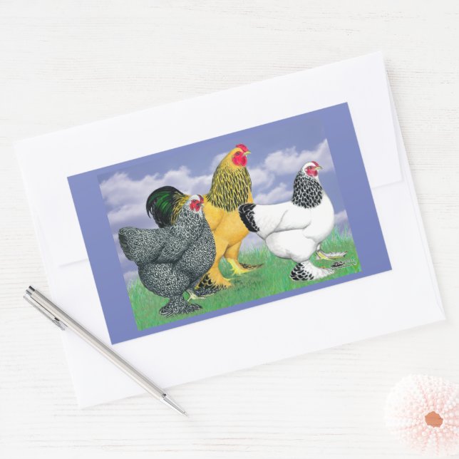 Three Brahmas Rectangular Sticker (Envelope)