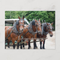 Three Brown Draught Horses