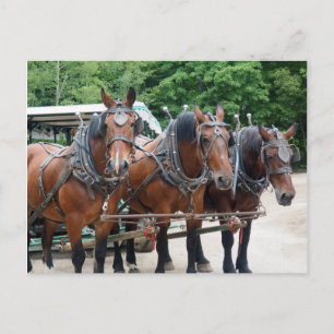 Three Brown Draught Horses Postcard