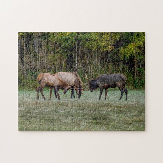 Three Bull Elk Fight Jigsaw Puzzle (Horizontal)