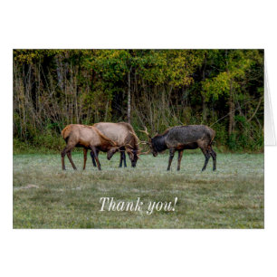 Three Bull Elk Fight Thank you Card