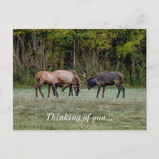 Three Bull Elk Fight Thinking Of You Postcard (Front)