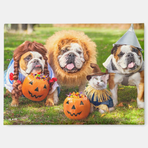 Three Bulldogs in Costumes Magnet