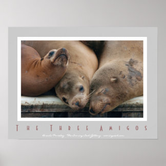 Three California Sea Lions - Three Amigos Poster