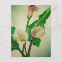 Three Calla Lilies Stunning Botanical Acrylic 