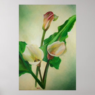 Three Calla Lilies Stunning Botanical Acrylic  Poster