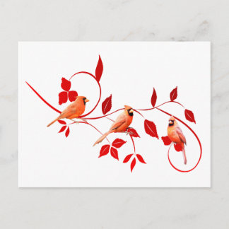 Three Cardinals Postcard