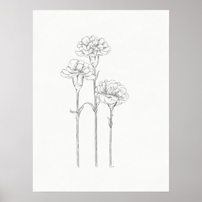 Three Carnations Sketch Art Print (Front)