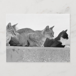 Three cats postcard
