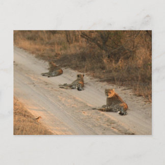 Three Cheetahs on Dirt Road at Sunrise - Postcard