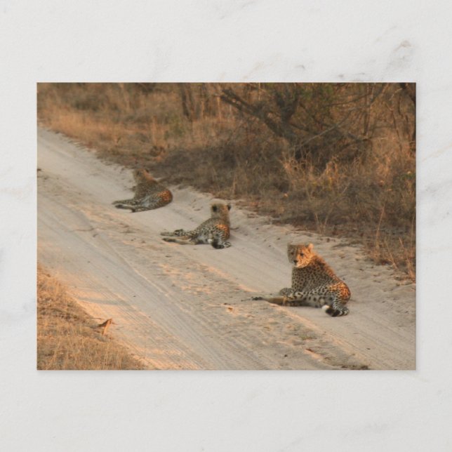 Three Cheetahs on Dirt Road at Sunrise - Postcard (Front)