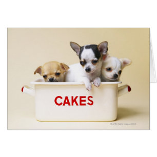 Three chihuahua puppies in cake tin