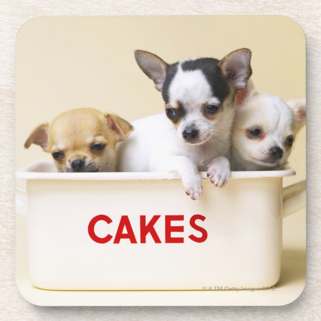 Three chihuahua puppies in cake tin coaster (Front)