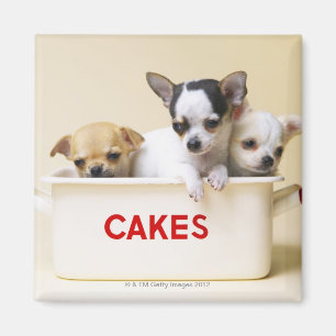 Three chihuahua puppies in cake tin magnet