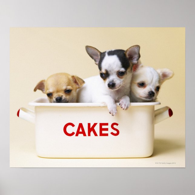 Three chihuahua puppies in cake tin poster (Front)