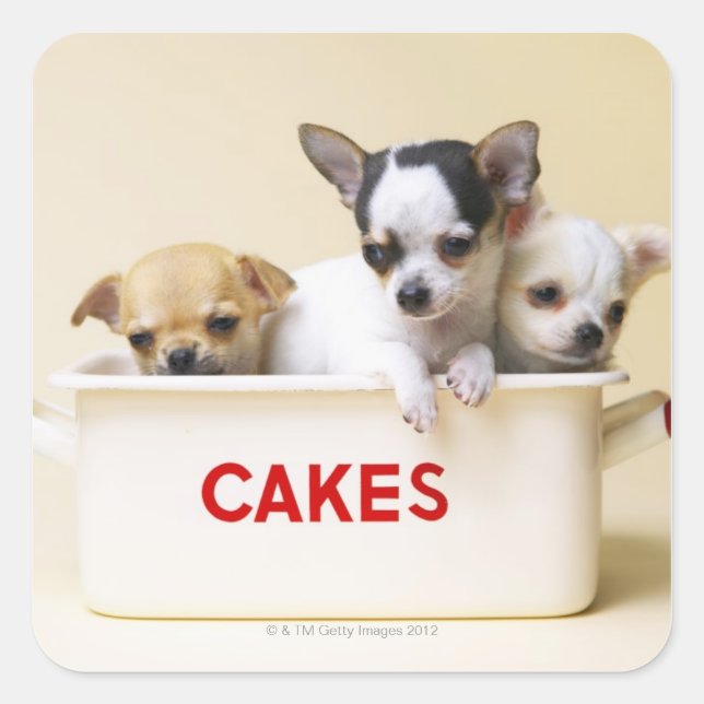 Three chihuahua puppies in cake tin square sticker (Front)