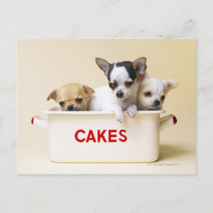 Three Chihuahua Puppies Postcard