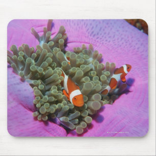 Three Clown Fishes on Sea Anemone, Andaman Sea Mouse Pad
