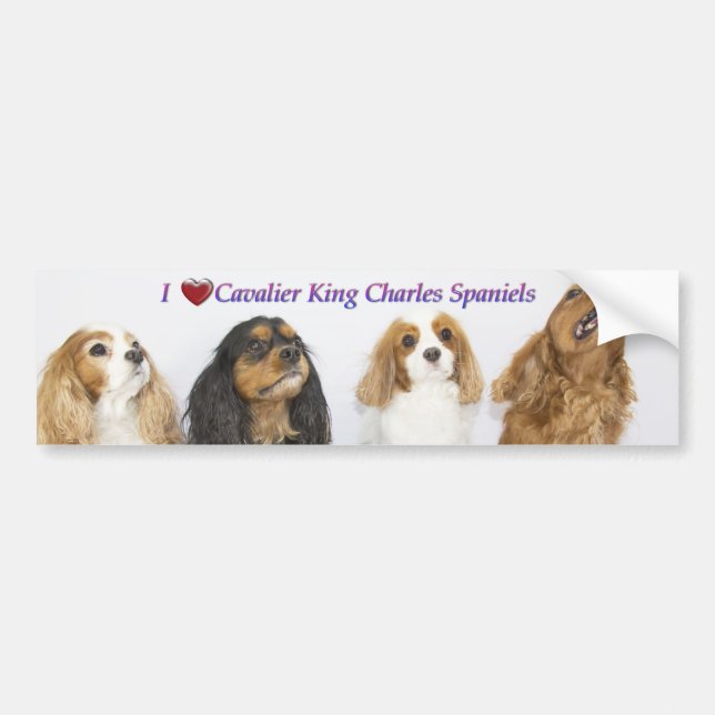 Three Colours of Cavalier King Charles Spaniels Bumper Sticker (Front)