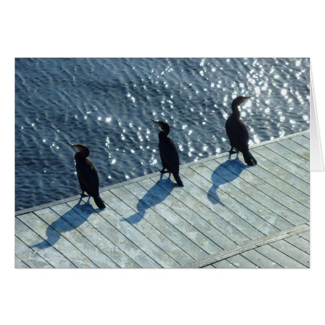 Three Cormorants (Front Horizontal)