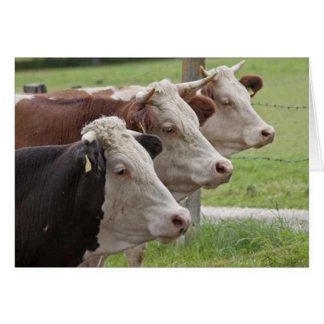 Three Cows in a Row Blank Card (Front Horizontal)