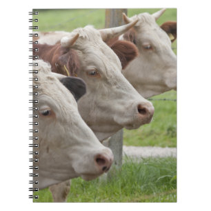 Three Cows in a Row Notebook