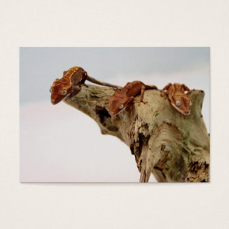 Three Crested Geckos