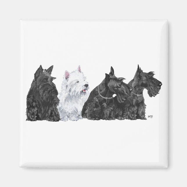 Three Curious Scotties and a Westie Magnet (Front)