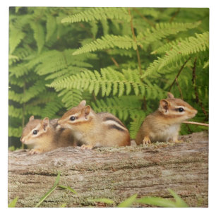 Three Cute Baby Chipmunks Ceramic Tile