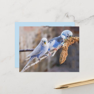 Three Cute Blue Budgies Custom Photo  Postcard